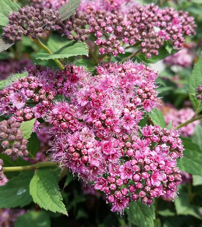 Spiraea Double Play® Artisan®